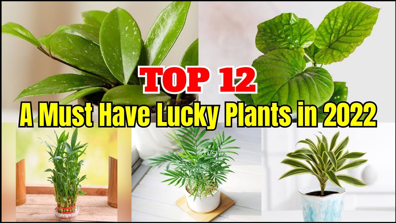 Top 12 Must Have Lucky Plant in the Year of the Water Tiger | Lucky Indoor Plants in 2022