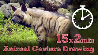 Animal Drawing References #88 - 15x2min poses - Striped Hyena