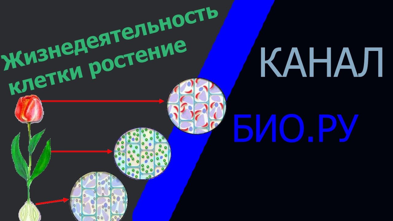 #Жизнедеятельность клетки, ее деление и рост | Биология 6 класс #4 ...