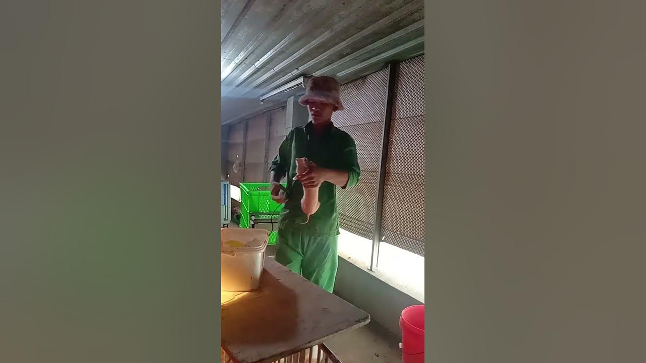 How to cut teeth piglet healthy good EP 317 piglet animal piglets pig YouTube