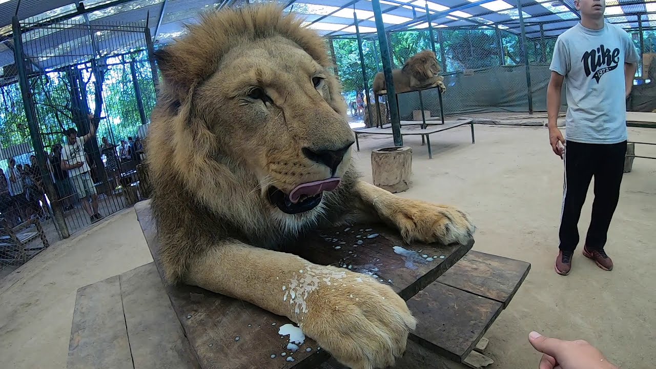 Leao - Zoologico de Lujan