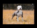 American Staffordshire Terrier - Amstaff Blue Nose - Canil Imperial Terriers