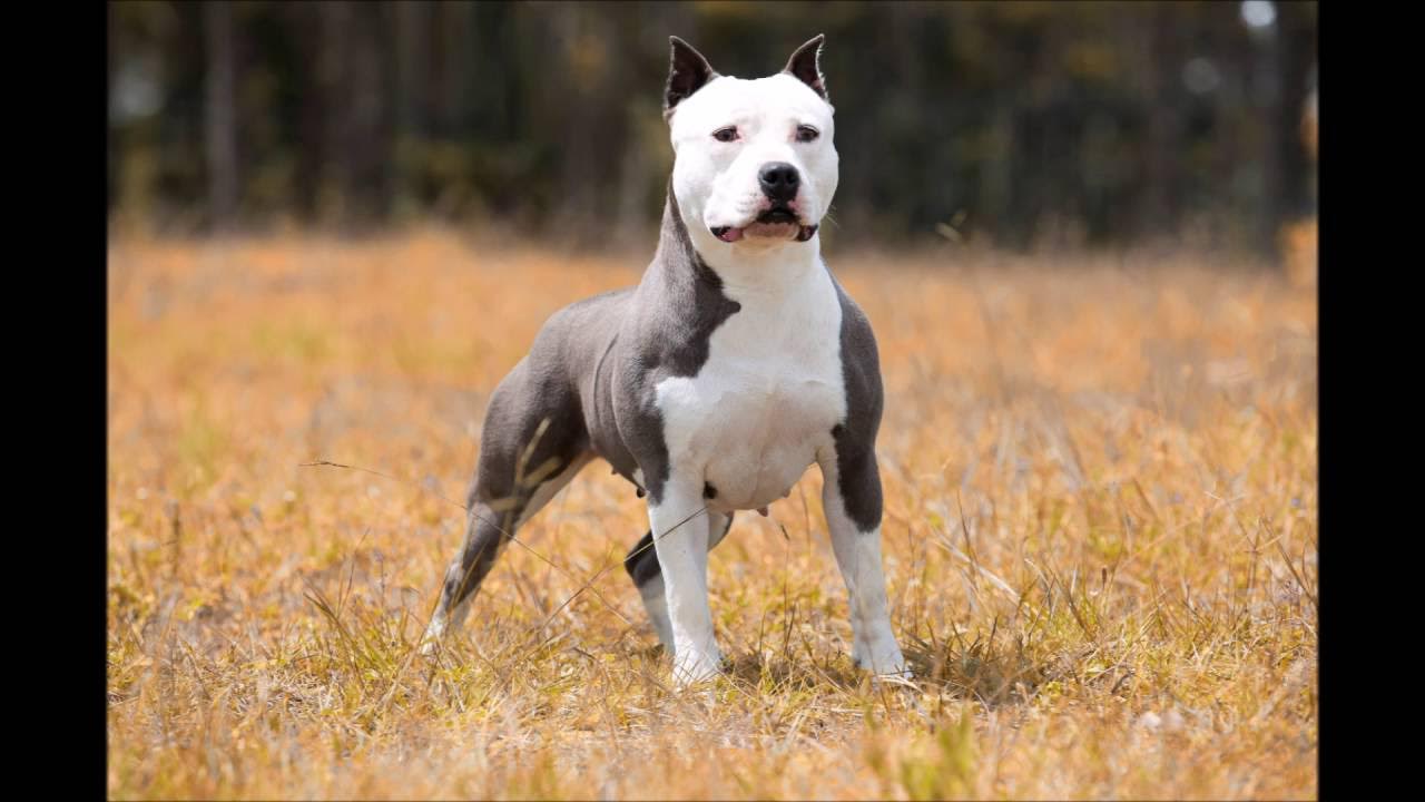 Pit bull terriers виды