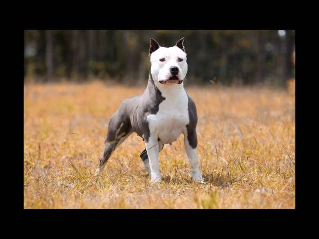American Staffordshire Terrier - Amstaff Blue Nose - Canil Imperial  Terriers - Youtube