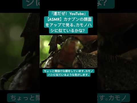 【ASMR】カナブンの顔面をアップで見る。カモノハシに似ているかな？ #sdgs #クワガタ #虫の音 #asmrsounds #asmrtriggers #insects #昆虫 #ytshorts