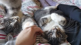 We got a Maine Coon kitten! by offSOON 32,351 views 4 years ago 16 minutes
