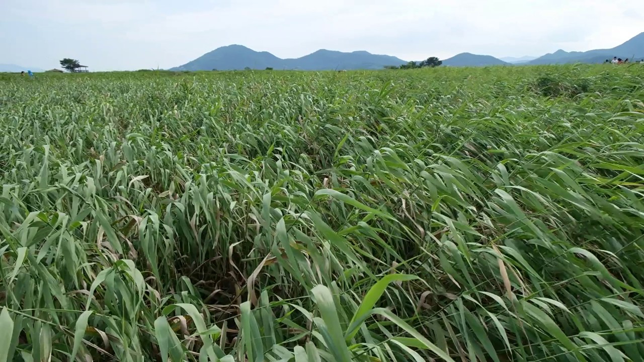 A reed shaken with the wind at Suncheon Bay