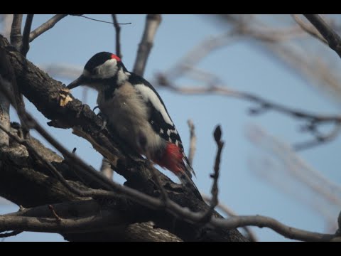 Great spotted woodpecker - Dendrocopos major - დიდი ჭრელი კოდალა