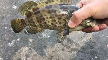 Hòn đá bạc | Câu cá bóng mú bằng tôm đất.