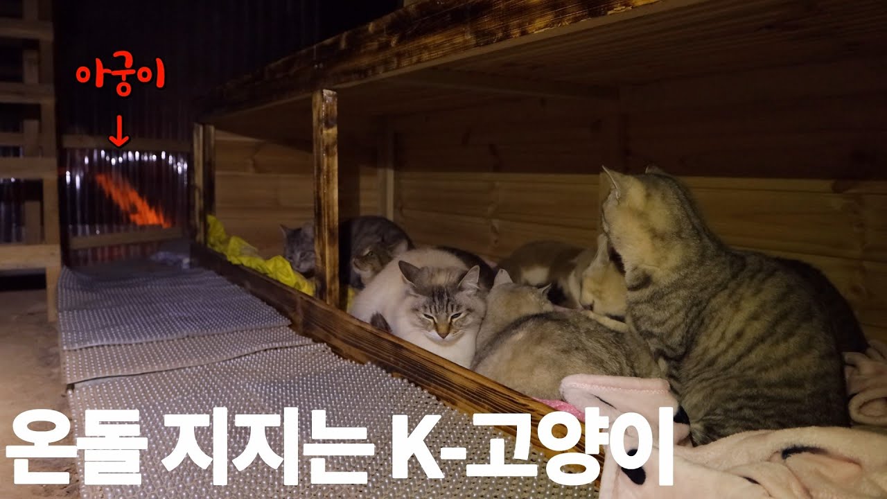 (ENG) 온돌 맛에 빠져든 산골 고양이들(냥글냥글)