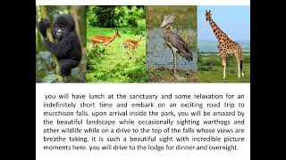 6 Day Gorilla Trekking In Uganda