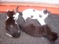 Kittens Playing and Fighting Practice long clip