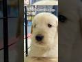 Happy puppy, happy life.