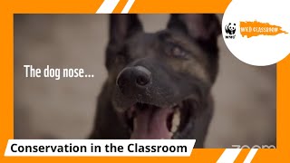 The Nose Knows: How Dogs Help Sniff for Conservation by WWF Wild Classroom 414 views 2 years ago 46 minutes