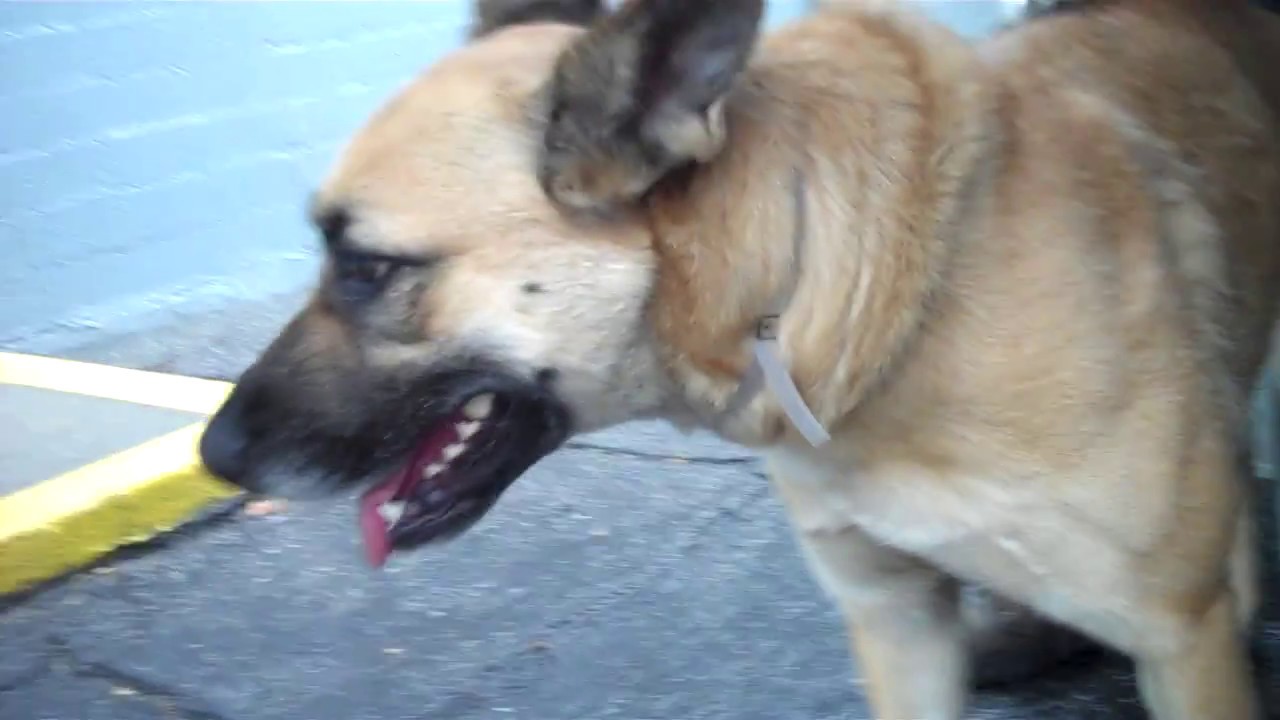 dog adoption mauritius A4972283 Lucy | German Shepherd Mix