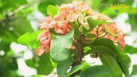 Xương rồng Bát Tiên kiểng trang trí ý nghĩa may mắn