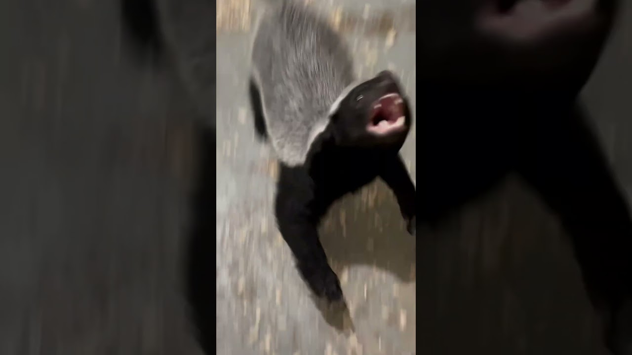 Mrs. Doubtfire 🦡🦡🦡✨ 