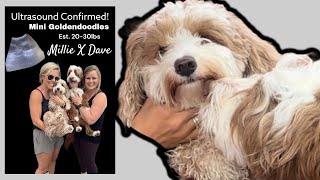 OH MY GOODNESS, Another Mini Goldendoodle is Getting Ultrasounded To See If She's Pregnant!