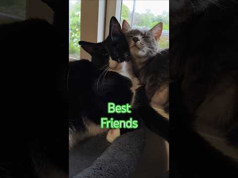 Best Friend Cats #shorts