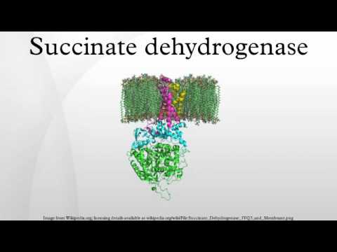 Succinate dehydrogenase