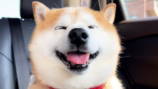 必死にがんばるいもむし君をそっとお助けし、名前も名乗らず去って行く柴犬
