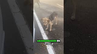 La calle no fue su elección, pero sí su lucha diaria por vivir.