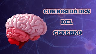 ¡Tu CEREBRO es alucinante! 10 CURIOSIDADES que te dejarán boquiabierto