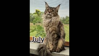 Your month your Maine coon!