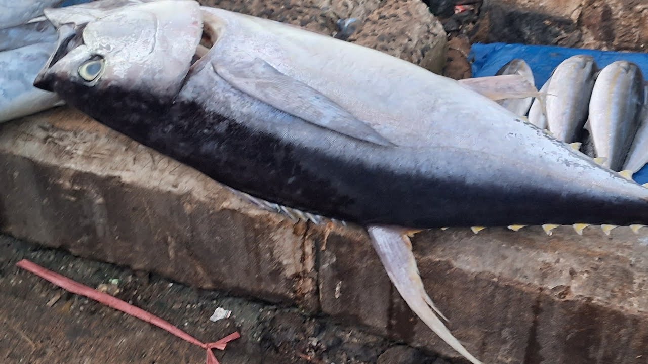 part 16. Pemotongan Ikan Tuna  Segar Di Jempur