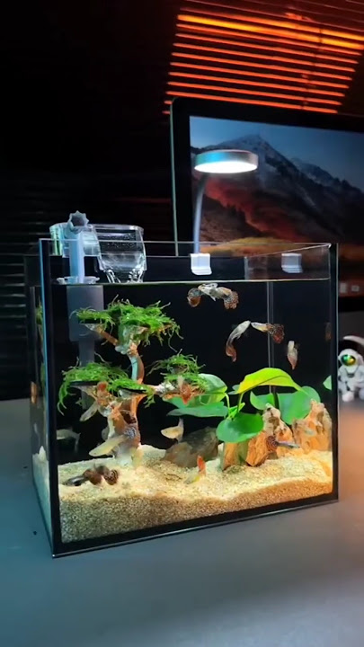 Mini aquarium setup || #shorts #ytshorts #aquarium #fish #shortsfeed