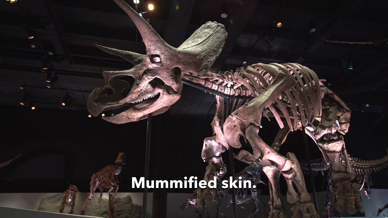 museums in london Exhibit Hall Overview: Morian Hall of Paleontology