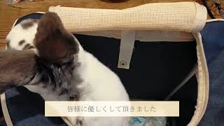 もう慣れた！？　うさぎとカフェ　#うさぎ　#rabbit　#レッキス　#rex #シロチャ