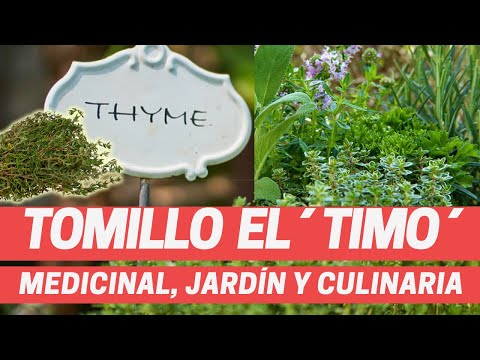 Vídeo: Bryony és Una Planta Ornamental I Medicinal