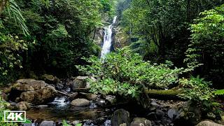 4K Deep Forest Stream | Steady Water Sounds with Birds (No Music) | White Noise for Study & Focus