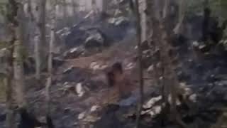 Adolf, Njemacki Ovcar