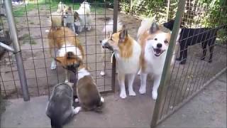 Rosiris H-Pentueen Kuudes Viikko