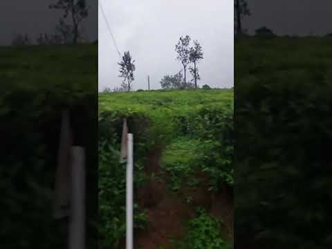 Kerala Tea Estates Travel Video Kumili Tea Estate Short Video Thekkady Tea Estate Djthamizh
