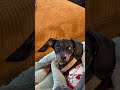 Aurora’s Always Watching… 👀 | Dachshund Meme