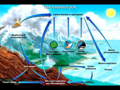 Module-1: Biogeochmical cycles-Carbon Cycle - 5 Sem B.Sc Microbiology ...