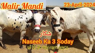 Malir Cow Mandi Rates Update Or Naseeb Ka Soda In Malir Mandi 23-April-2024| Cow Mandi Karachi [MAV]