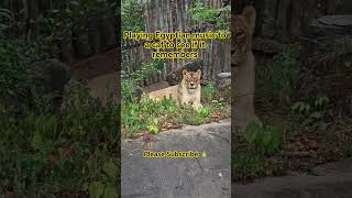 playing Egyptian music to a cat to see if it remembers it's ancestry