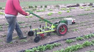 Electric Planet Jr. BP-1 with finger weeders in spinach