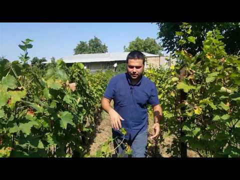 გოდერძიშვილების მარანი