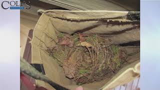 How To Make A Nest For Wrens Using A Bag