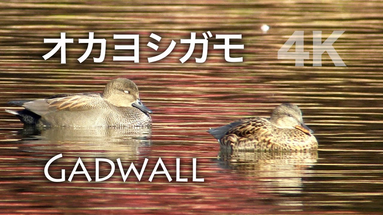 野鳥撮影・ 【野鳥動画】オカヨシガモと紅葉 /4K - YouTube