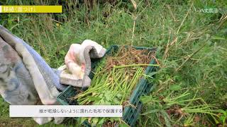 八丈農活　明日葉（加工用）　移植（苗つけ）