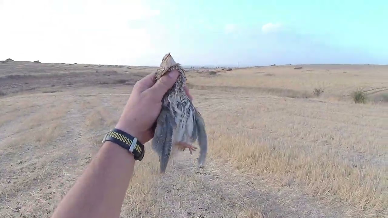 Κυνήγι Ορτυκιού με Κούρτσχααρ με Lydia Vom Reich Tamaso