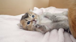 Kitten Kiki is always in a good mood!