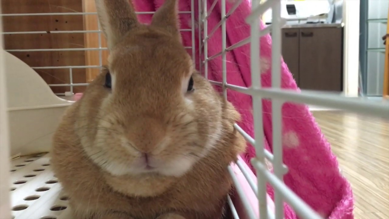 寝そべった後に真顔でクシャミするうさぎ Youtube