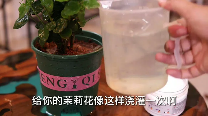 新手怎麼養茉莉花？園藝師教你，茉莉花的詳細養護技巧 - 天天要聞